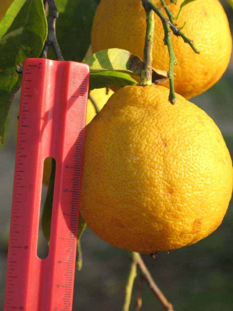               Fruit of  Citrus  x  bergamia        (Bergmot, Riverside, CA)       